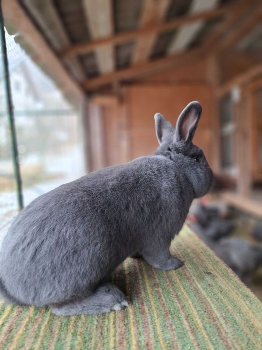 Iepuri albastru vienez