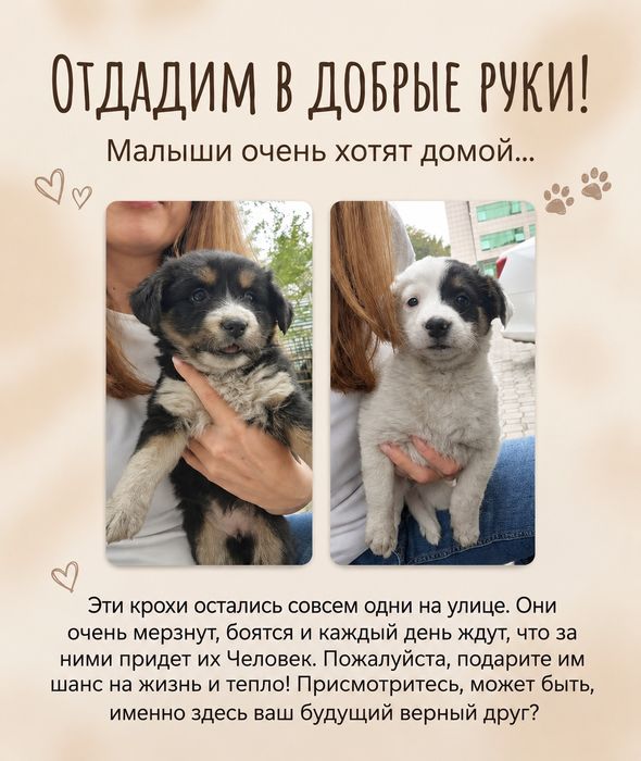 Пристраиваются щеночки