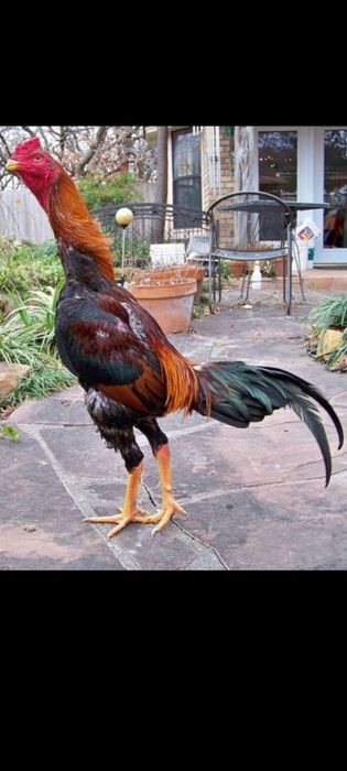 Асалом куланги зотли чочалар сотаяпман