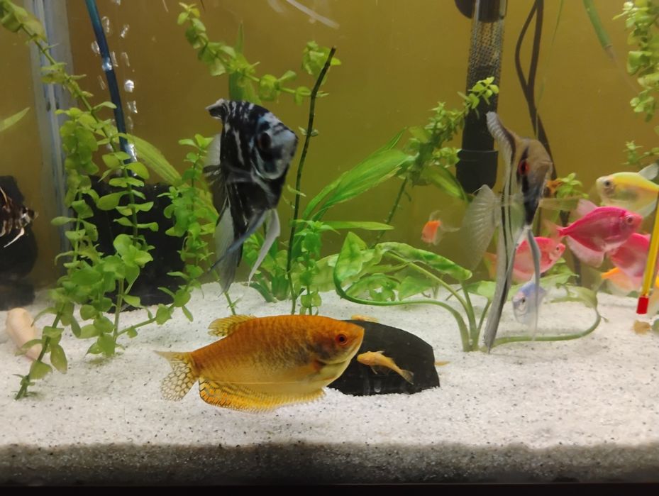 Pești de acvariu