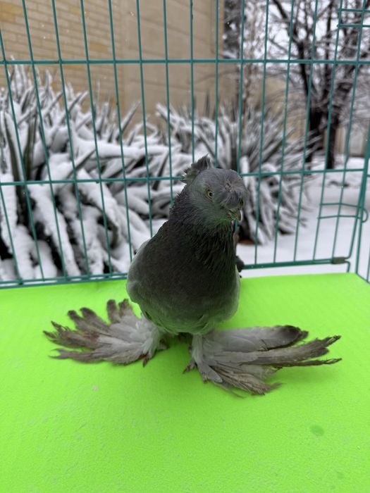 Голуб уды крупный