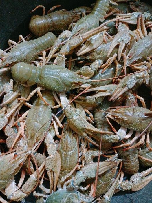Раки раки раки..