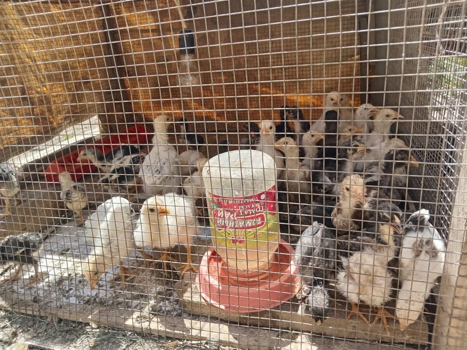 Дакан боец шөжелер сатылады