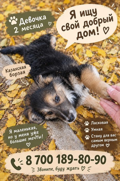 2 месячная девочка ищет дом.