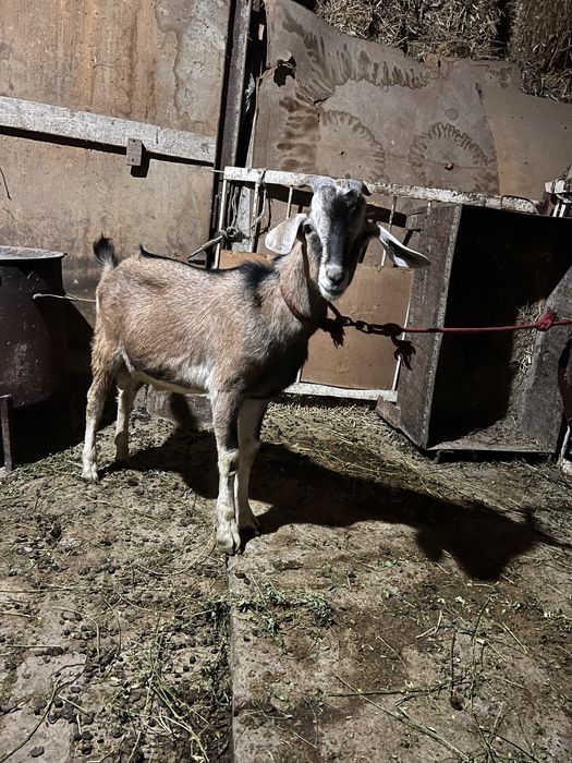 Нубин така сотилади