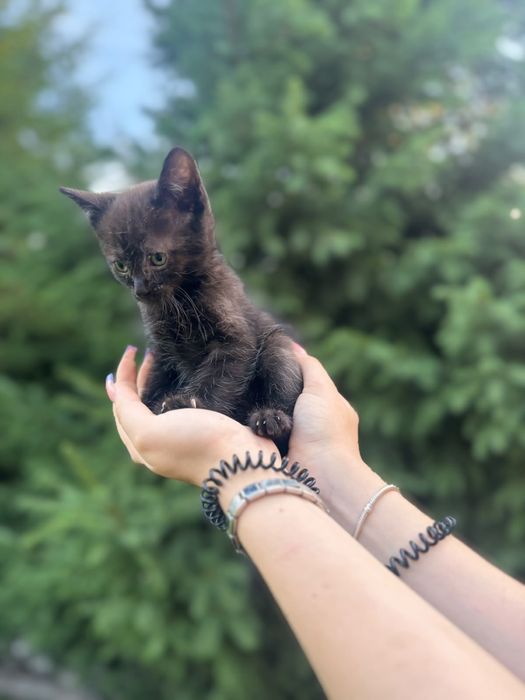 СРОЧНО! Отдам котят в добрые руки