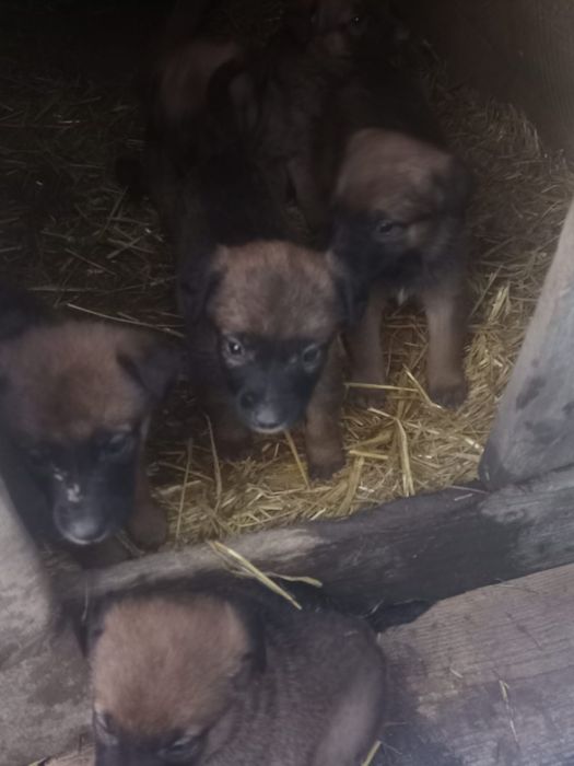Donez căței rasa malinois