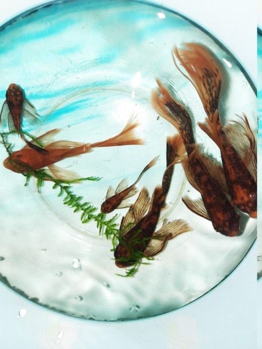 Сомы Lda-016, 10-11 сантиметров.