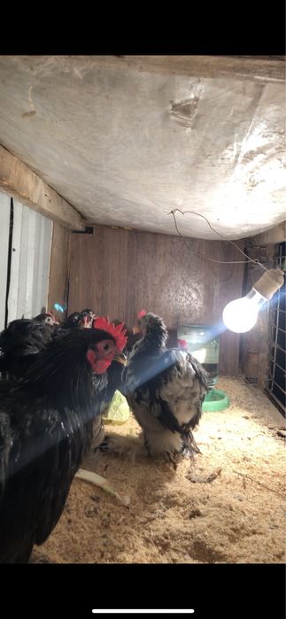 Карликовый кохинхиндер бар