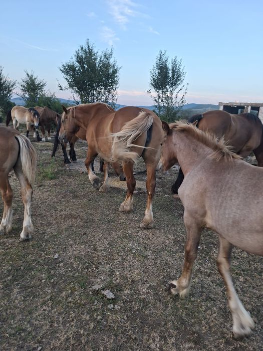 Cai de vinzare si minzutd