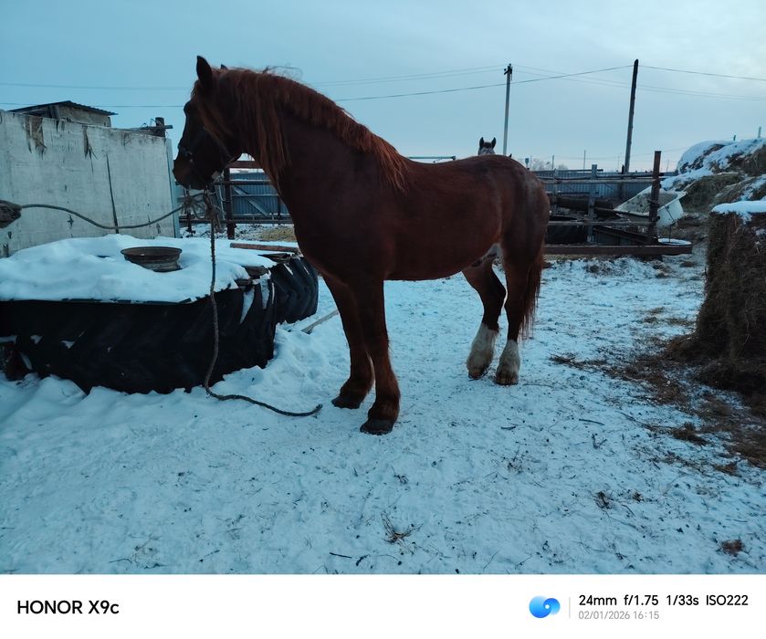 Жеребец 6 лет Тяж с орловцем