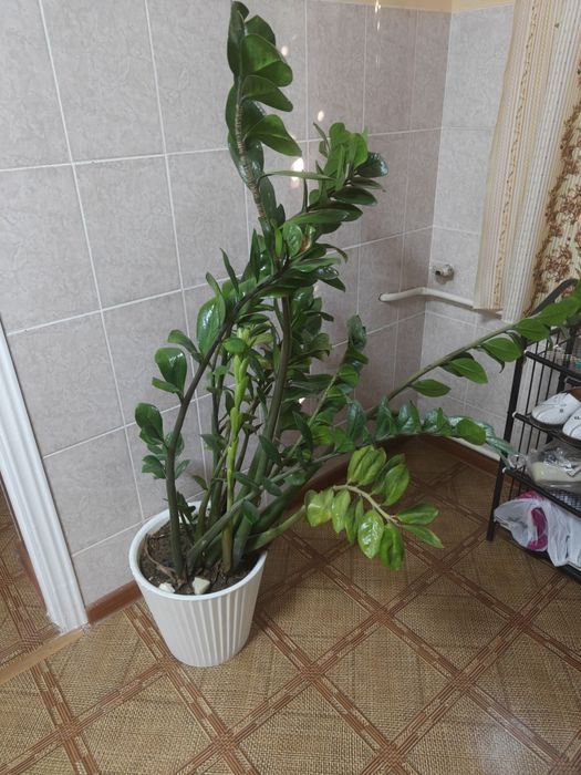 Продается долларовое дерево