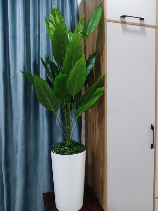 Суний гуллар сотилади.