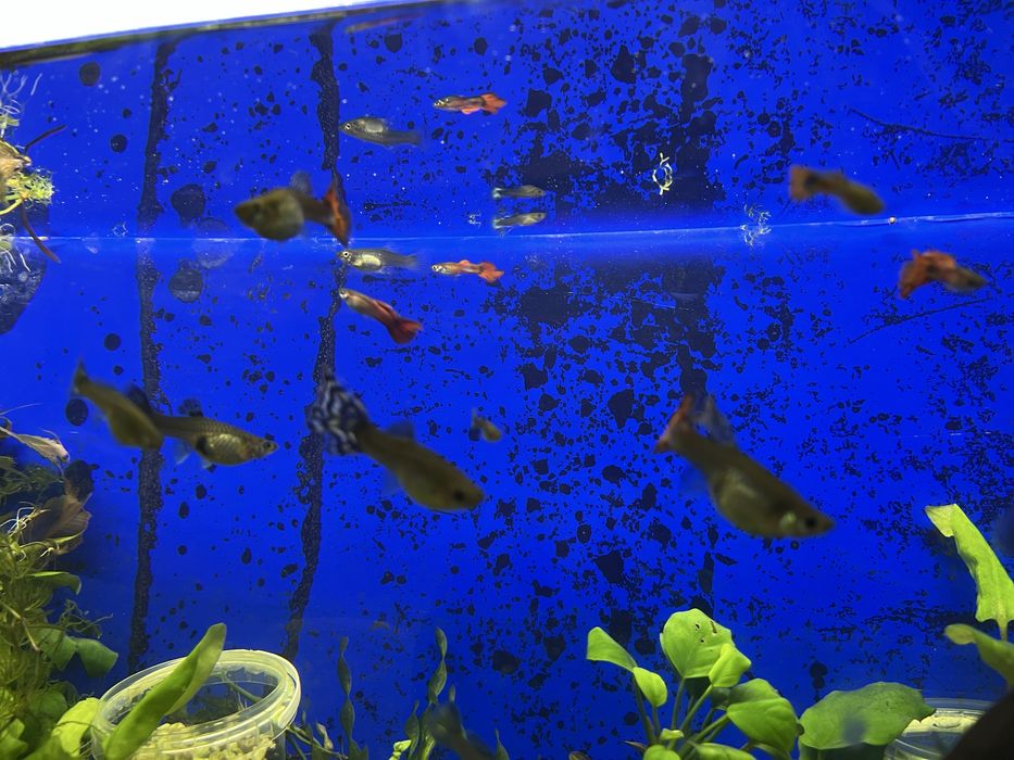 Продам гуппи микс