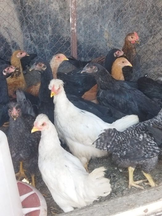 Продам куры домашние