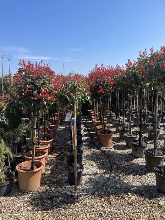 Photinia magnolii leylandi