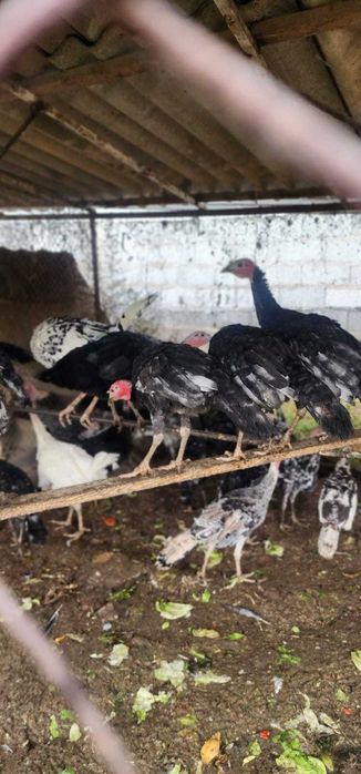 Продажа индюшат срочно