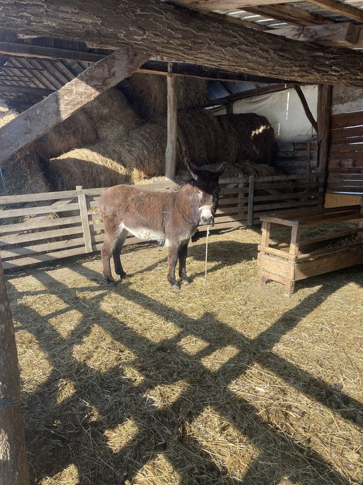 Vand 2 magari  detali la nr de tefon !!