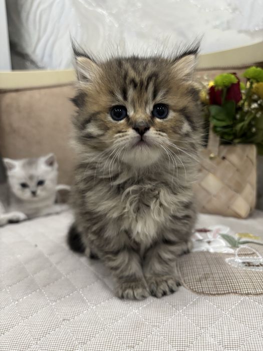 Мушук боласи котёнок