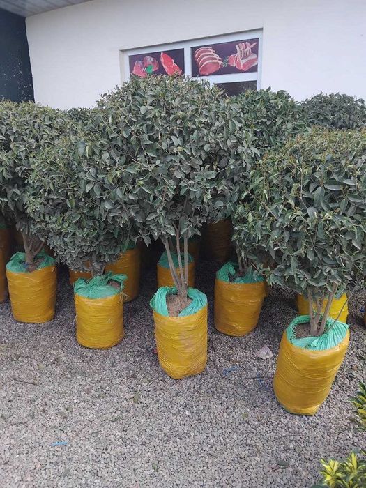 Бручина кучатлари сотилади