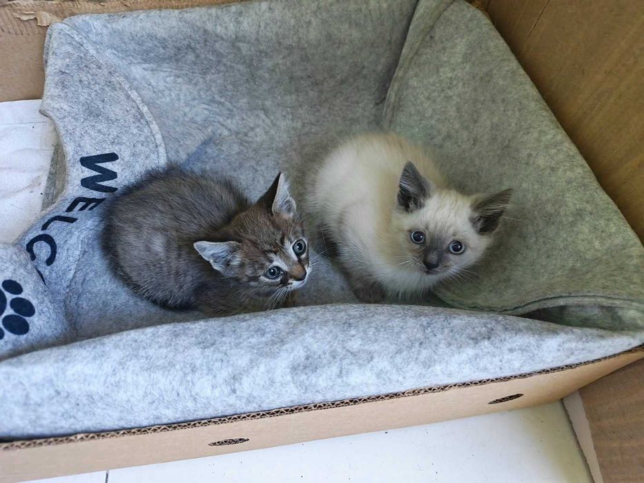 Отдам котят в хорошие руки
