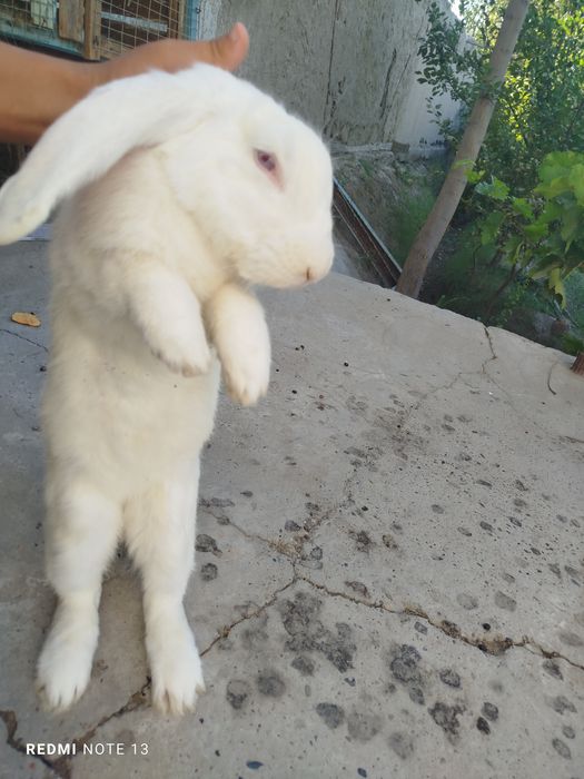 Zotdor zoʻr quyonlar