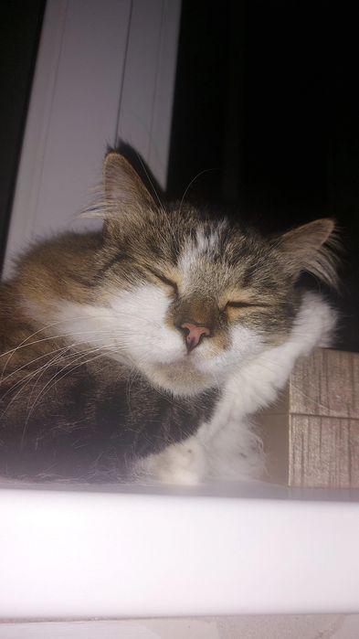 Потерялся кот  в районе Орбита