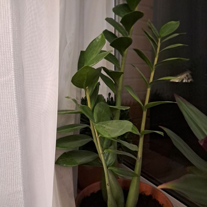 Замиокулькас, фикус,алоэ