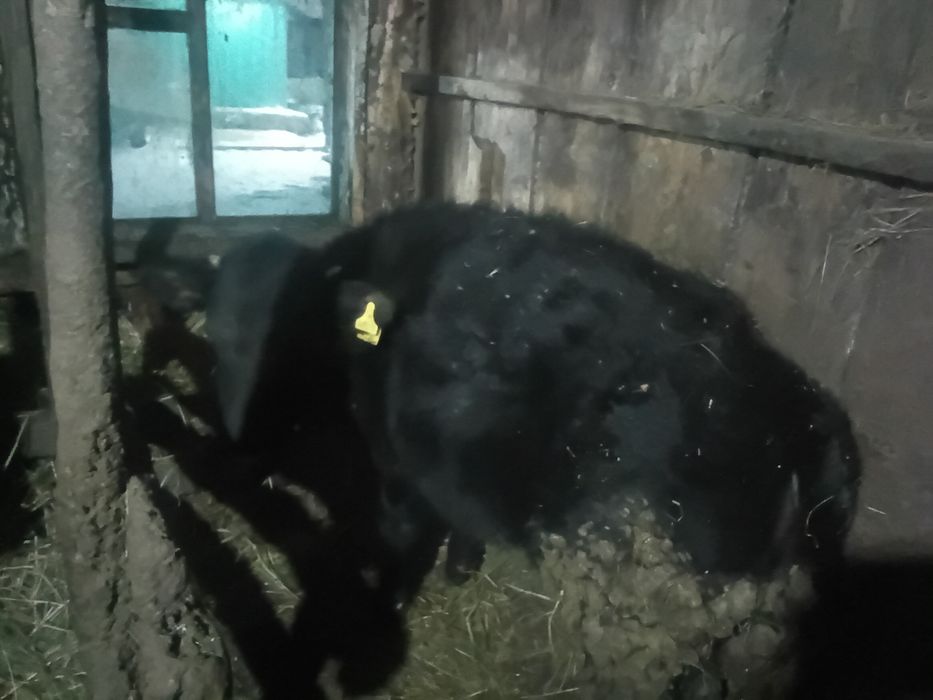 Продам текущий, 8 месяцев