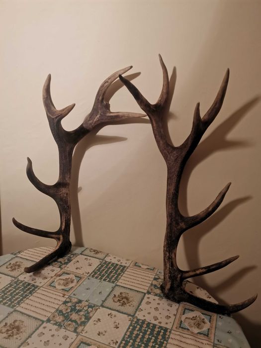 Продавам еленови рога!