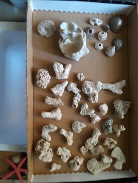 Corali,stele,arici de mare,scoici,etc