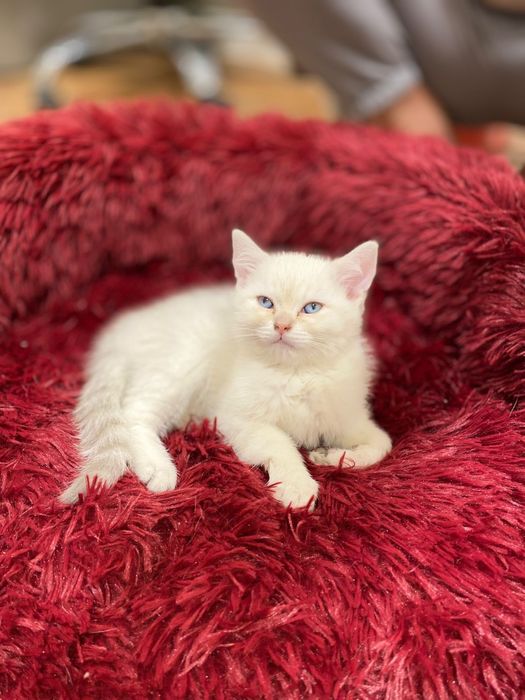 Продаются котята британские