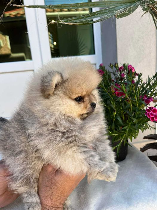 Мини пумеранчета