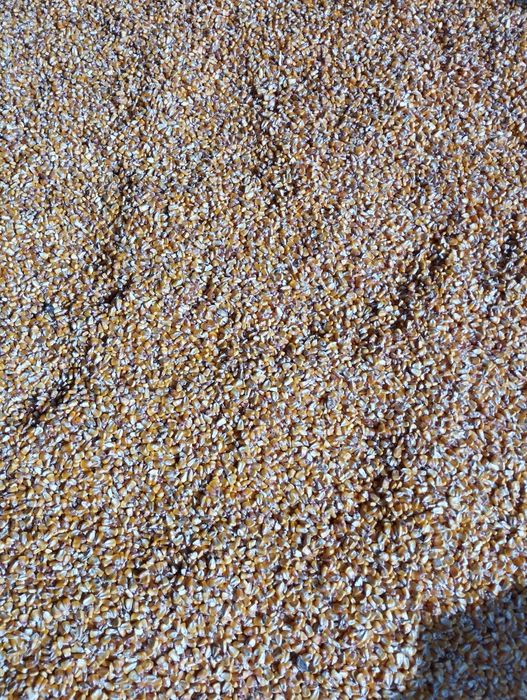 Ovaz producție 2025