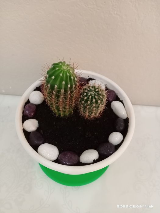 Комнатные растения. Кактусы.