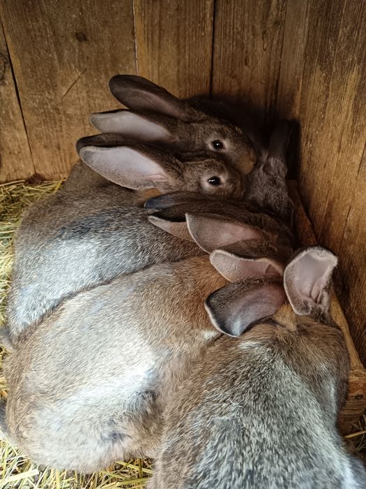 Vând iepuri de rasă Uriaș German