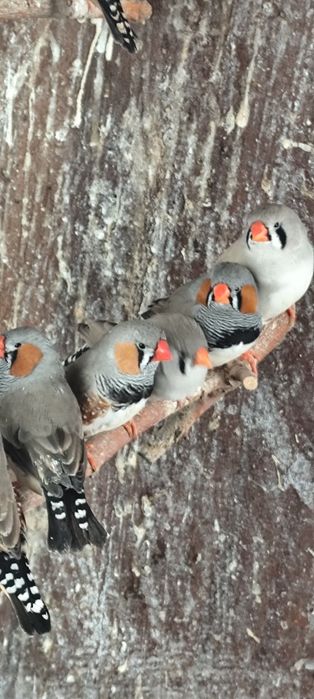 амадини ДЖЪМБО изложбени амадини изцяло УНГАРСКА линия зеброви амадини