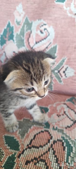 Подарим котят месячные