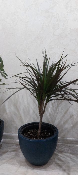 Комнатные цветы ухоженные