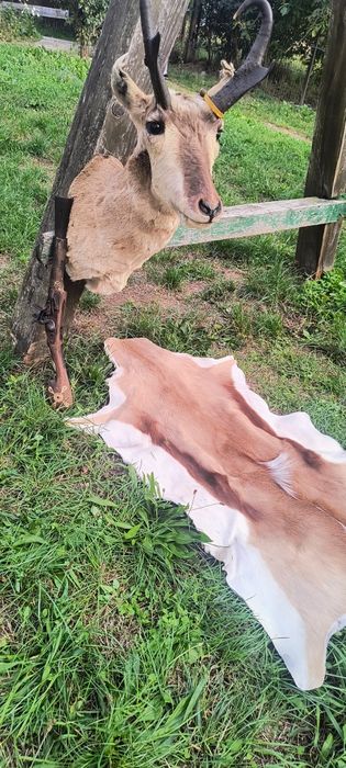 Blană trofeu pușcă panoplie