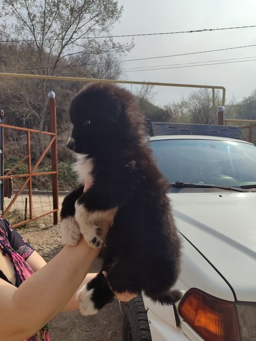 Собачки девочки даром