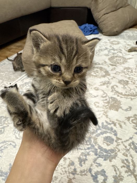 Отдам котят в хорошие руки