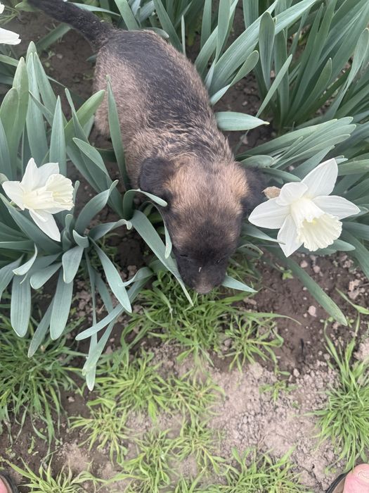 Шенкий один кобель две сучки. Одам бесплатно