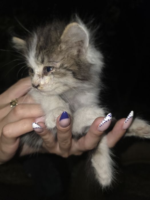 Котята бесплатно
