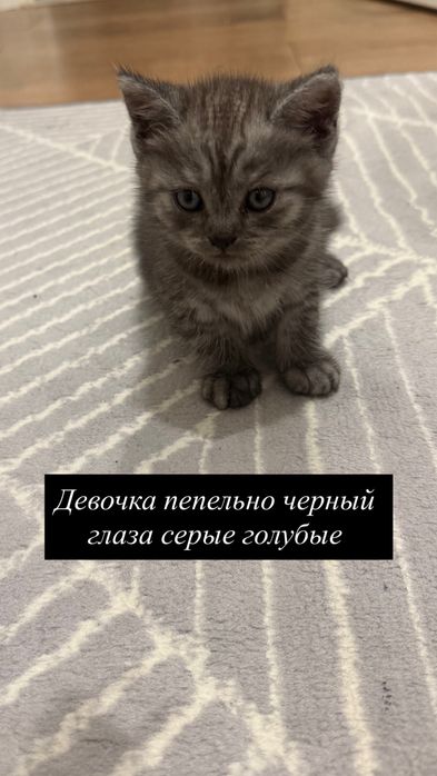 Котята мама шотланка папа британец