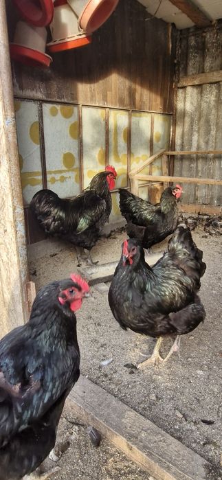 Vand oua de Jersy Giant