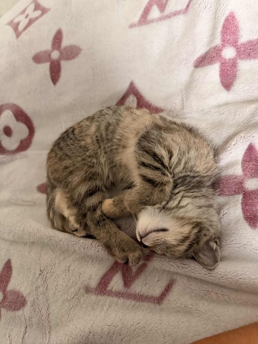 Очаровательная кошечка (3 мес) в добрые руки