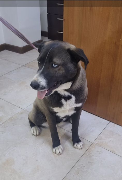 Тинки ищет дом. Доставлю!