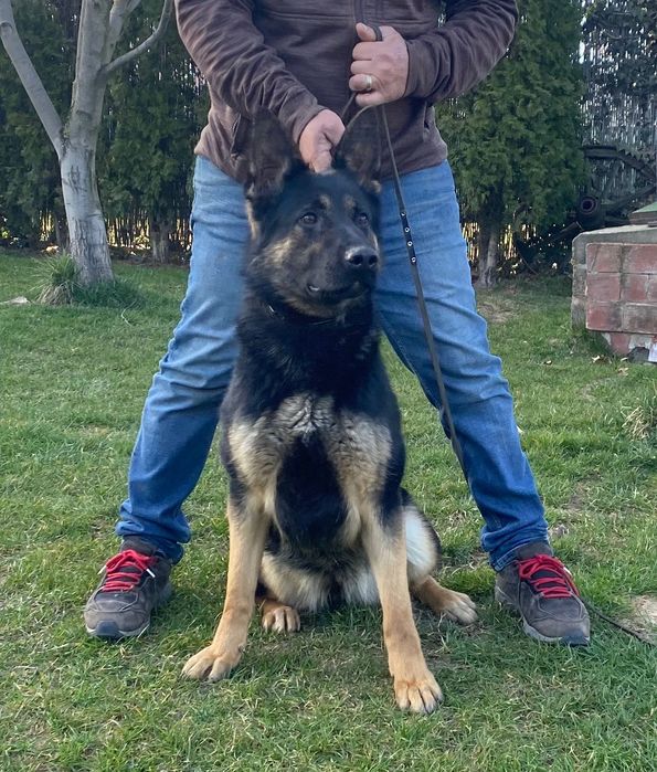 Femelă ciobănesc german linie de lucru