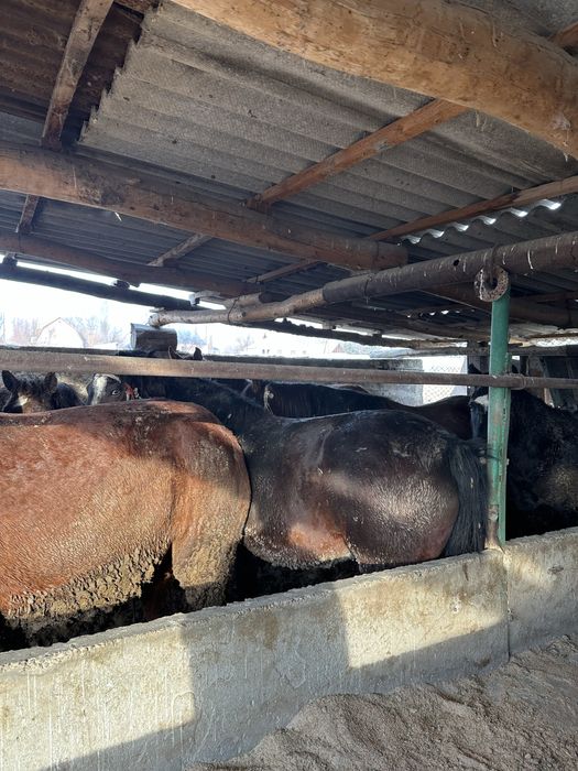 Бордақы биелер сатамын